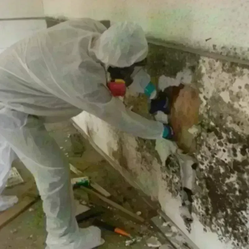 Mold Remediation and Removal in Murfreesboro, NC